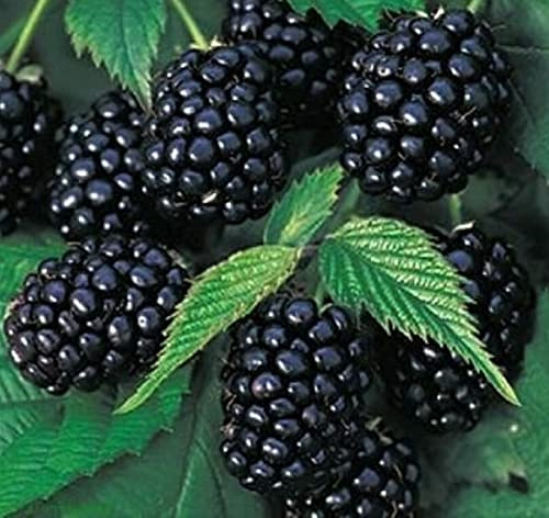 Large Bearing Tasty Fruits, Thornless BlackBerry Potted Plant