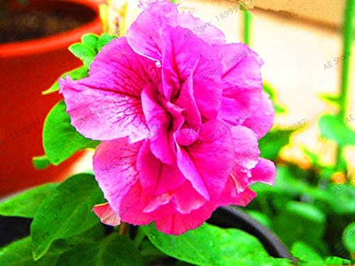 Neue 100 Stück Petuniensamen, gemischt mit Blütenblättern aus rosa Blüten