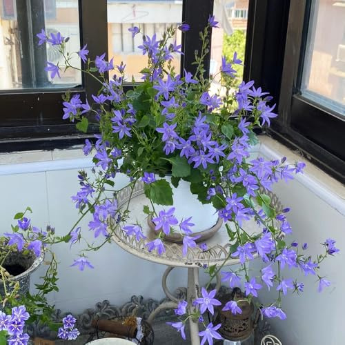 Semi di campanula-Campanula media,decorazione del soggiorno di semi di,da esterno regali per gli amanti del giardino 500pcs