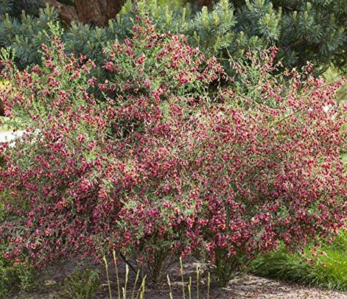 Elfenbeinginster Cytisus praecox 'Hollandia' im Topf gewachsen ca. 40-60cm