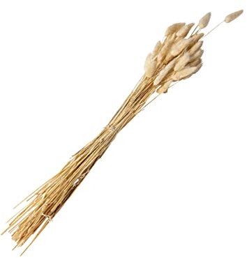Générique - Bouquet lagurus plumeaux crème 50 GR 70 cm