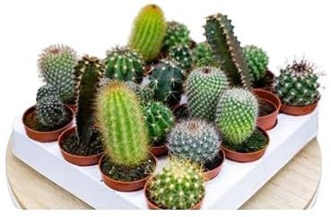 VEINTE Plantas Naturales - Cactus de Interior o Exterior - Plantas Fáciles de Cuidar