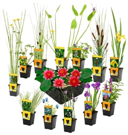 vdvelde․com - Plantas de estanque 13 uds, nenúfar enano Nymphaea Rubra