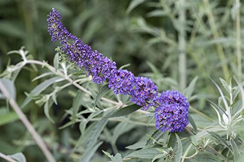 Buddleja davidii 'Nanho Blue' 80-100 cm – Winterhart, Mehrjährig, Pflegeleicht – Schmetterlingsflieder – Zierstrauch für Garten & Beet