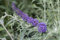 Buddleja davidii 'Nanho Blue' 80-100 cm – Winterhart, Mehrjährig, Pflegeleicht – Schmetterlingsflieder – Zierstrauch für Garten & Beet