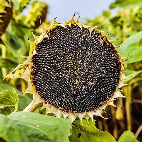 Edible Sunflower - 40 Seeds + freebie + Plant tag (Helianthus annuus)