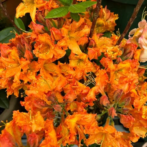 Semillas de rododendro - de jardín de rocas resistentes semillas de silvestres semillas de jardín Decoración 35pcs