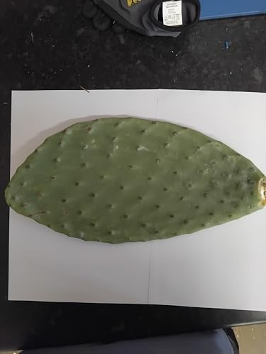 Fresh Prickly Pear Cactus Opuntia Plant for Iguanas Reptiles x 2 Large Pad
