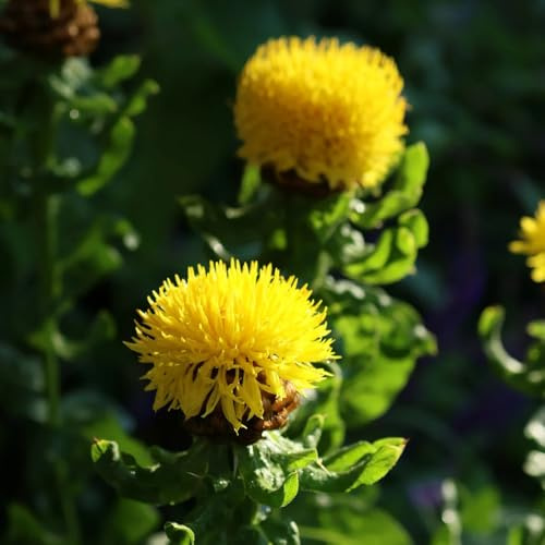 Semillas de aciano, de jardin Centaurea cyanus, de balcón raras de semillas Variedades antiguas resistentes 100pcs