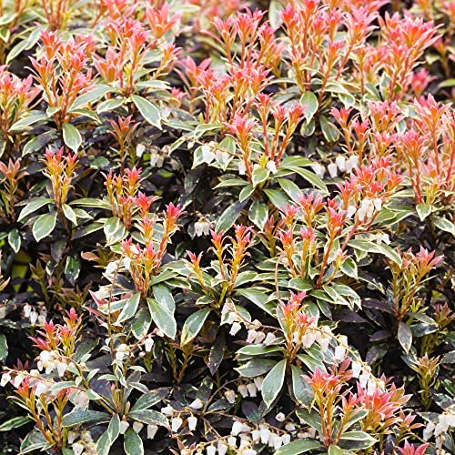 Pieris Little Heath - Garden Plants Ready to Plant - Evergreen Outdoor Spring Flowering Shrubs for The Garden in Plant Pot (1 Litre Pot, 20-30cm)