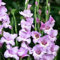 Gladiolos bulbos,bulbos de gladiolos de colores,Gladiolus tristis,gladiolos En maceta,gladiolusa,planta de gladiolos,gladiolos blancos,gladiolo rojo,gladiolos bulbos colores.-15bulbos-G