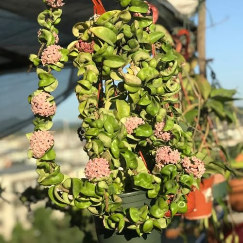 Semi di Hoya - Purificatori d'aria per Hoya carnosa - per luoghi soleggiati rare, decorazione del soggiorno da balcone resistenti rustiche 400pcs