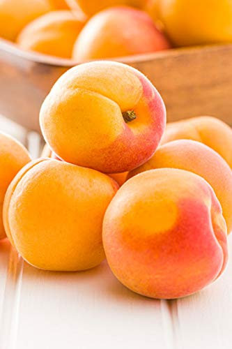 Albero di Albicocco pianta di albicocco varietà Precoce Di Colomer in vaso Età 2 anni pianta vera di albicocco venduta da eGarden.store