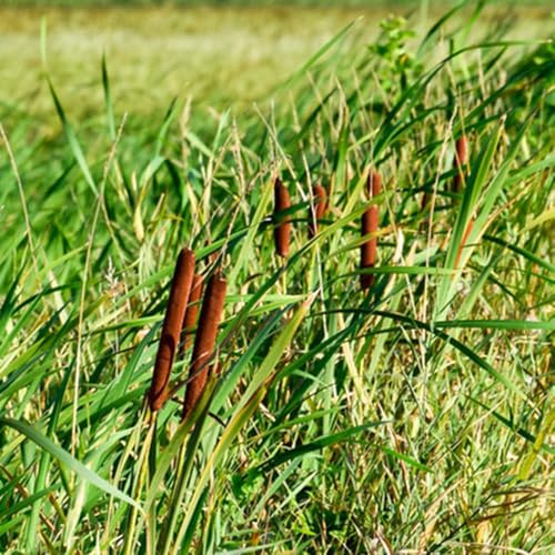 rohrkolben - zwergrohrkolben - grünpflanzen zimmerpflanzen rohrkolbensamen, typha orientalis, topfpflanzen winterharte kübelpflanzen 100pcs