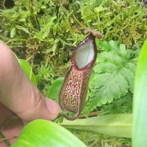 nepenthessamen - deko winterharte balkon garten 50pcs