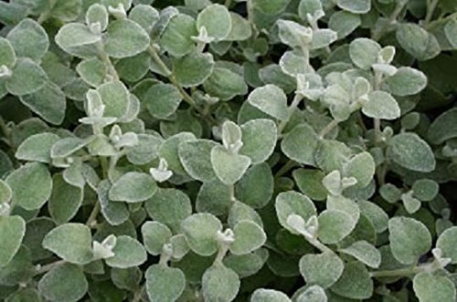 Helichrysum Trailing Silver Hanging Basket/Garden Plug Plants Pack x6