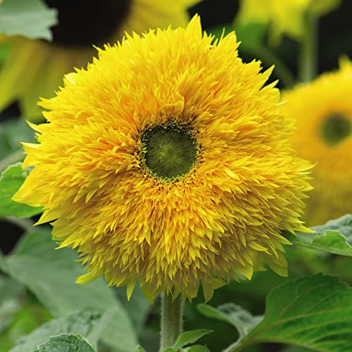 Sunflower Seeds for Planting UK 'Sunshot Golds Mixed' F1 Hybrid Helianthus annuus Hardy Annual Easy to Grow Your Own Outdoor Garden Flower Plants (Approx. 10 Seeds) by Thompson and Morgan