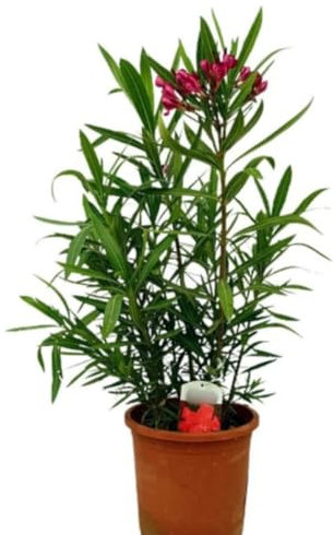 Planta natural Adelfa Nerium Oleander Roja, 30 cm. Arbusto ornamental, con flores vistosas y muy resistentes. Segura Garden.