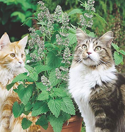 250 Seeds of Herb Nepata Catmint Catnip