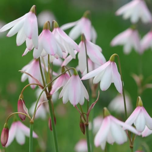 märzenbecher hochbeett blumenwiese gartenblumen dekopflanzen zimmerpflanzen wildblumen pflanztopf garten extrem winterharte kübelpflanzen hochbeet balkon indoor garten frühlingsblumen 5zwiebeln