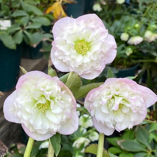 christrosen kaufen - winterhart bio balkon mehrjährig 30samen