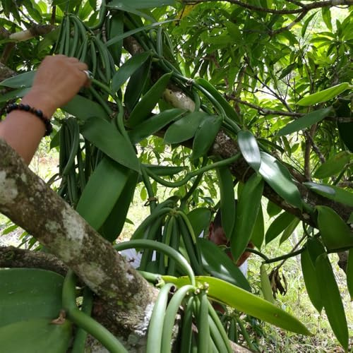 orchidea vaniglia - Vanilla planifolia perenne da ufficio resistente semi selvaggio interni esotici estate primavera decorativi 300pcs