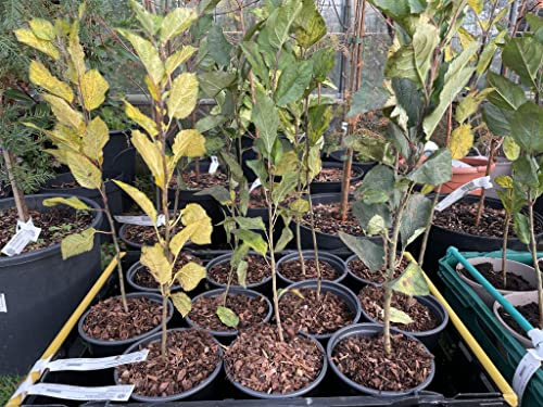 Malus sylvestris - British Native Crab Apple Tree - Potted 2L - 3ft / 60-80cm / 2L Pot