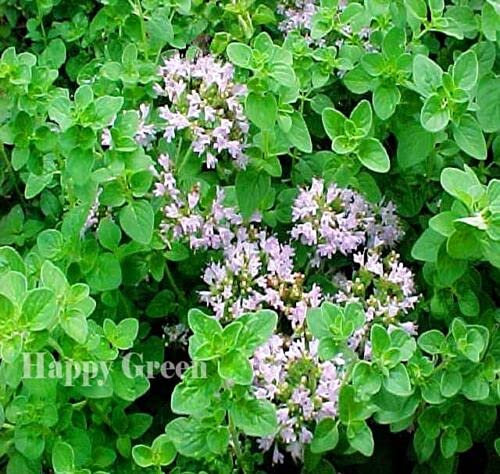 Semillas frescas - ORÉGANO ITALIANO Mejorana silvestre - 4000 semillas - Origanum Vulgare