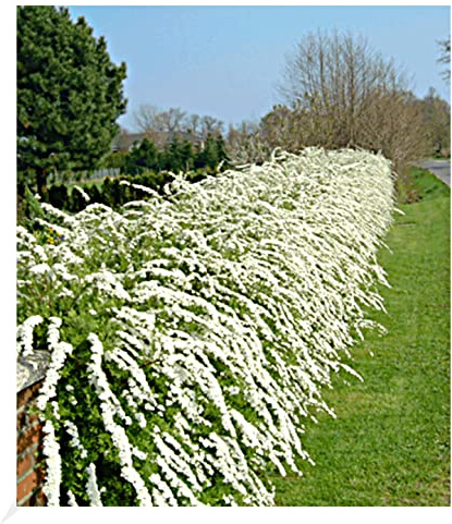 BALDUR Garten 1x Weiße Rispen-Spiere Hecke Grefsheim Pflanze im 9x9 cm-Topf | Heckenpflanze, winterhart, robust und anspruchslos, blühend, Spiraea cinerea Grefsheim, duftende Blüten, Zierstrauch