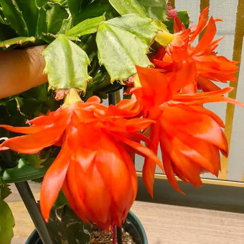 cactus di Natale mini grasse da appartamento in rialzata Schlumbergera resistenti in vaso rampicanti biologiche da interno esotica decorazioni 450semi