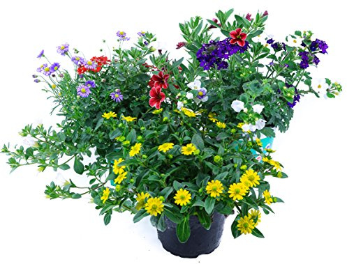 Sommerblumen Trio Set Nr.3, 3 bunte Trio Beet und Balkonblumen (z.B. mit Zauberglöckchen, Verbenen, Husarenknöpfchen, Gänseblümchen...)