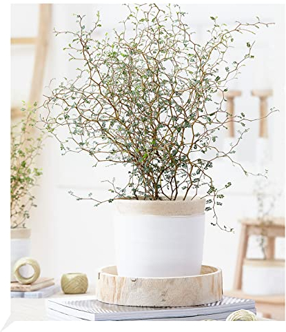 BALDUR Garten Maori® Sophora Cotoneaster Little Baby, 1 Pflanze, Schnurbaum Zimmerpflanze, Grünpflanze, mehrjährig - frostfrei halten, blühend, Sophora prostrata