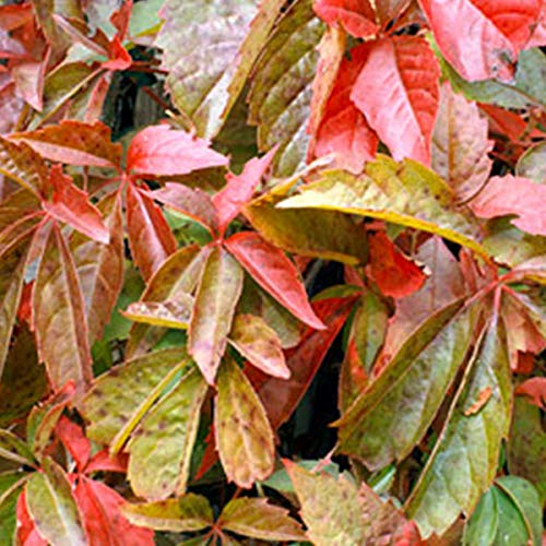 Parthenocissus Quinquefolia - Wilder Wein 50-60 cm Pflanzcontainer