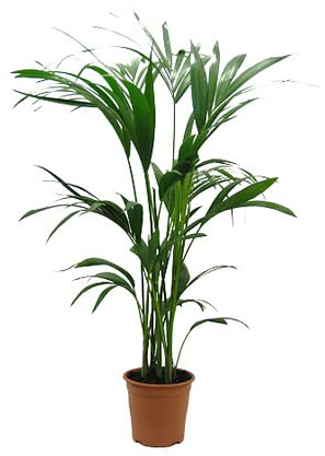 DECOALIVE Kentia Palmera Natural de Interior para Decorar el Hogar