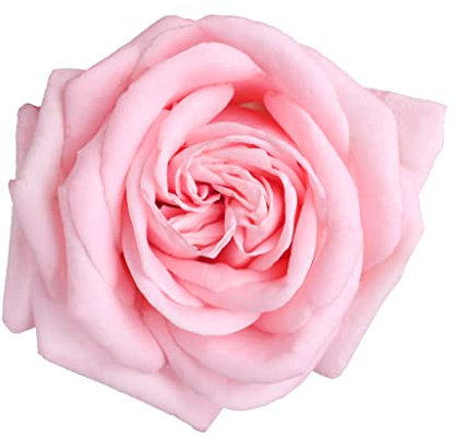 Hybrid Tea Rose Plant, 'Amazing Grace', 1 x Full Plant in a 5 Litre Pot, Rose Plants, Premium Quality Plants