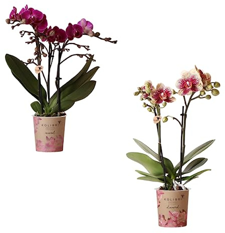 DOS Orquídeas Mariposa - Phalaneopsis Orchidee - Plantas Naturales con Flores Decorativas