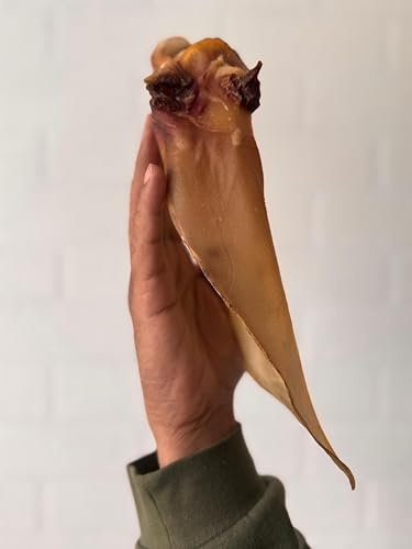 5 XL Extra Large Buffalo Beef Ears With Meat for Dogs 100% Natural Treats - Tasty Premium Chews Long Lasting 21-25 cms long