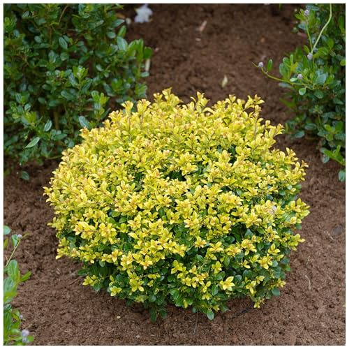 Stauden Gänge 3 x Ilex crenata 'Golden Gem' Kugel gelber Berg Ilex | Immergrüner Buchsbaum-Ersatz für Sonne bis Schatten, mehrjährig, schnittverträglich, 9x9 cm Topf