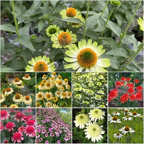 sonnenhut - kräutergarten sonnenhut blumensamen winterharte kübelpflanzen deko gartenpflanzen winterhart bodendecker winterhart mehrjährig blumendeko 900samen