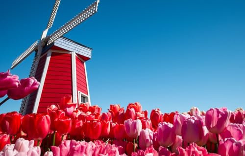 GUOHLOZ Puzzle 1000 Teile Klassische Puzzle Erwachsene Puzzle DIY Kit HolzEinzigartiges Geschenk Moderne Wohnkultur, Tulpen, Niederlande, Windmühle, 75x50cm