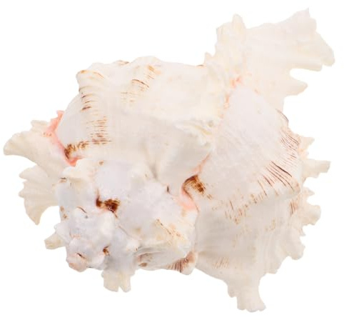 Cabilock Coquillage de Conque Naturel Grand Modèle Décoration de Mariage et Événements Thématiques Plage Accessoires pour Aquariums et Filler de Vase