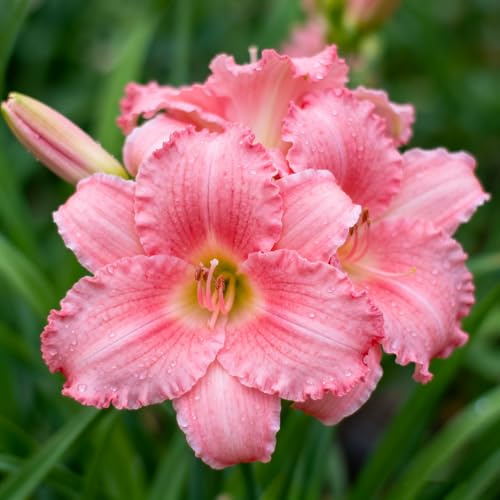 Mehrjährigen Taglilien Rhizom Robuste Gartenrhizome/Widerstandsfähig ＆ Trockenheitsresistent/Gedeihen in Töpfen-8 Rhizome-C