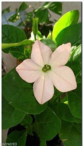 Portal Cool Semi di Tabacco Kentucky 250 Seeds ?????