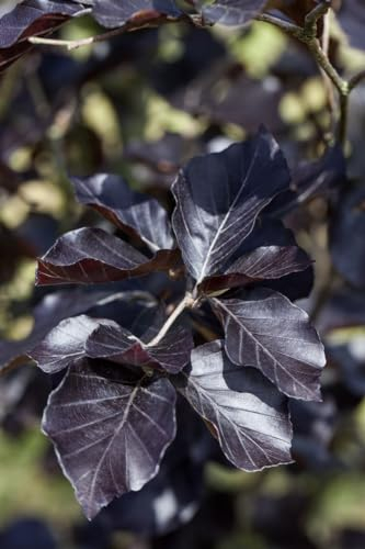 Fagus sylvatica 'Dawyck Purple' 100–125 cm – Winterhart, Mehrjährig, Pflegeleicht – Blutbuche (Säulenform) – Solitärbaum für Garten & Vorgarten