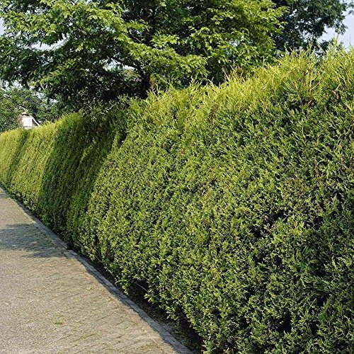 Gold Leylandii Hedging Plants Leyland Dense Evergreen Hedge Outdoor Plant in Pot (9cm Pot, 10 Plants)
