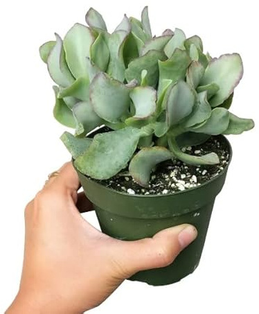 Planta Natural Crassula de Plata Arborescens Suculenta Fácil de Cuidar