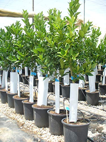 Naranja de unos 130-150 cm de altura, Citrus sinensis