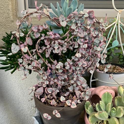 Ceropegia woodii jardín del balcón decoración balcones oficina Ceropegia woodii - semillas interior reverdecimiento tejados 15pcs