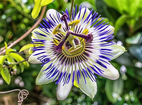 25 Semi di Frutto della Passione - (Passiflora Edulis)