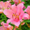 Bulbi Di Giglio-Giglio Bulbi,Lilium Bulbi Giganti,Giglio Bulbi Asiatico,Piante Rare,Fiori Nuziali-2bulbi-e